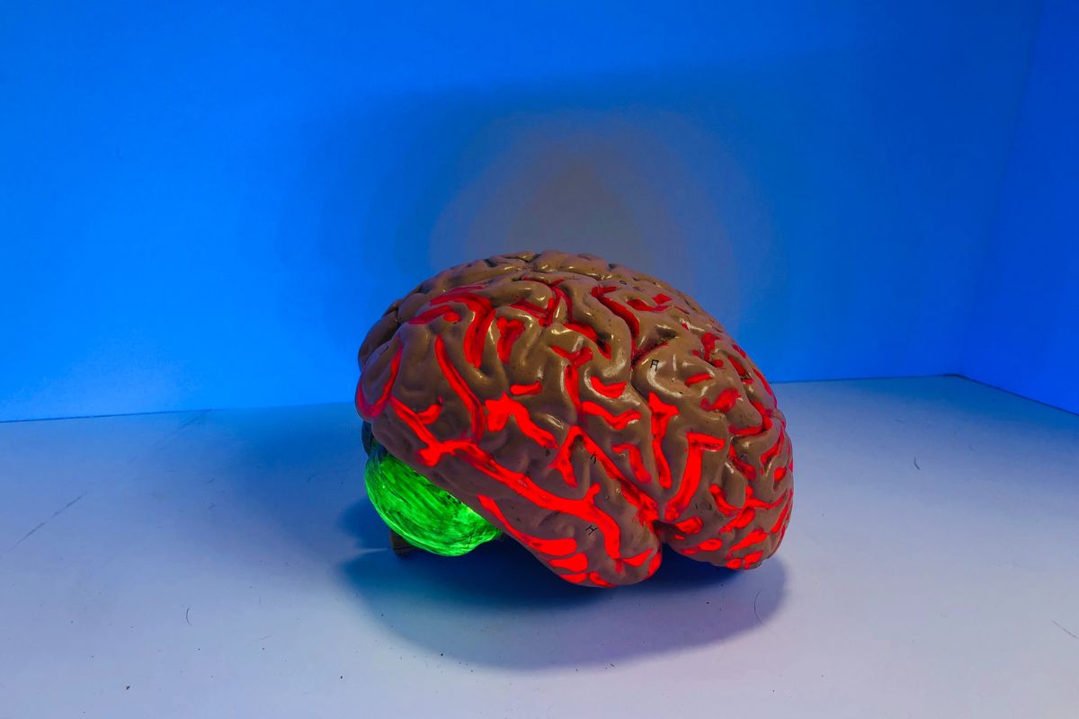 brain model