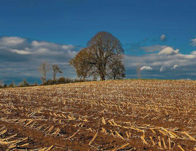 field with a tree