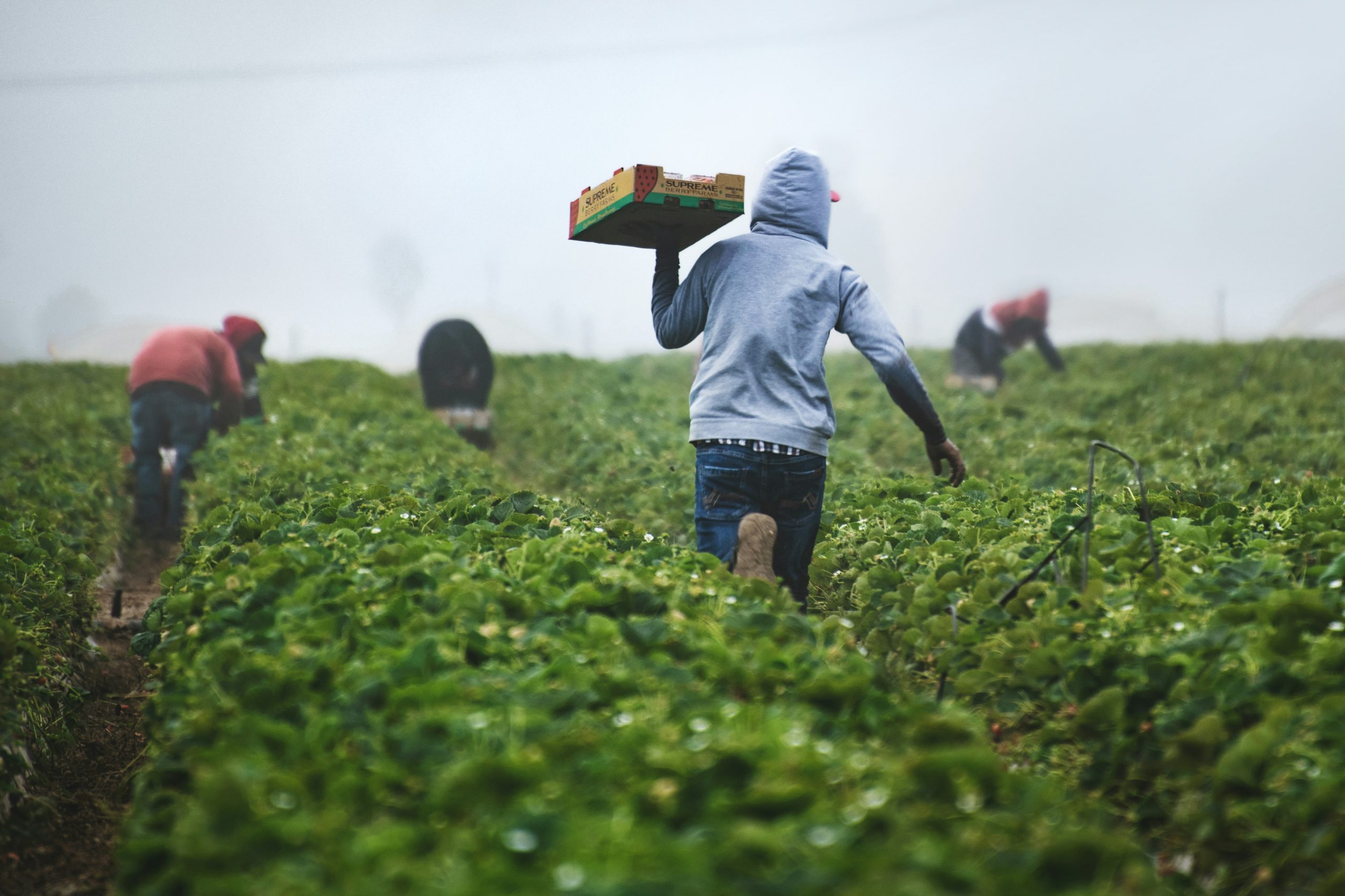 Man carrying harvested farm produce in a basket, illustrating the benefits of precision agriculture.