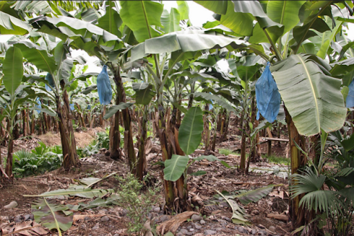 Large Scale Banana Plantation